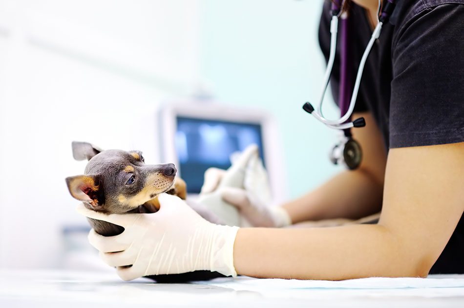 Dog awaiting to be neutered