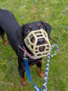 Practicing with her muzzle