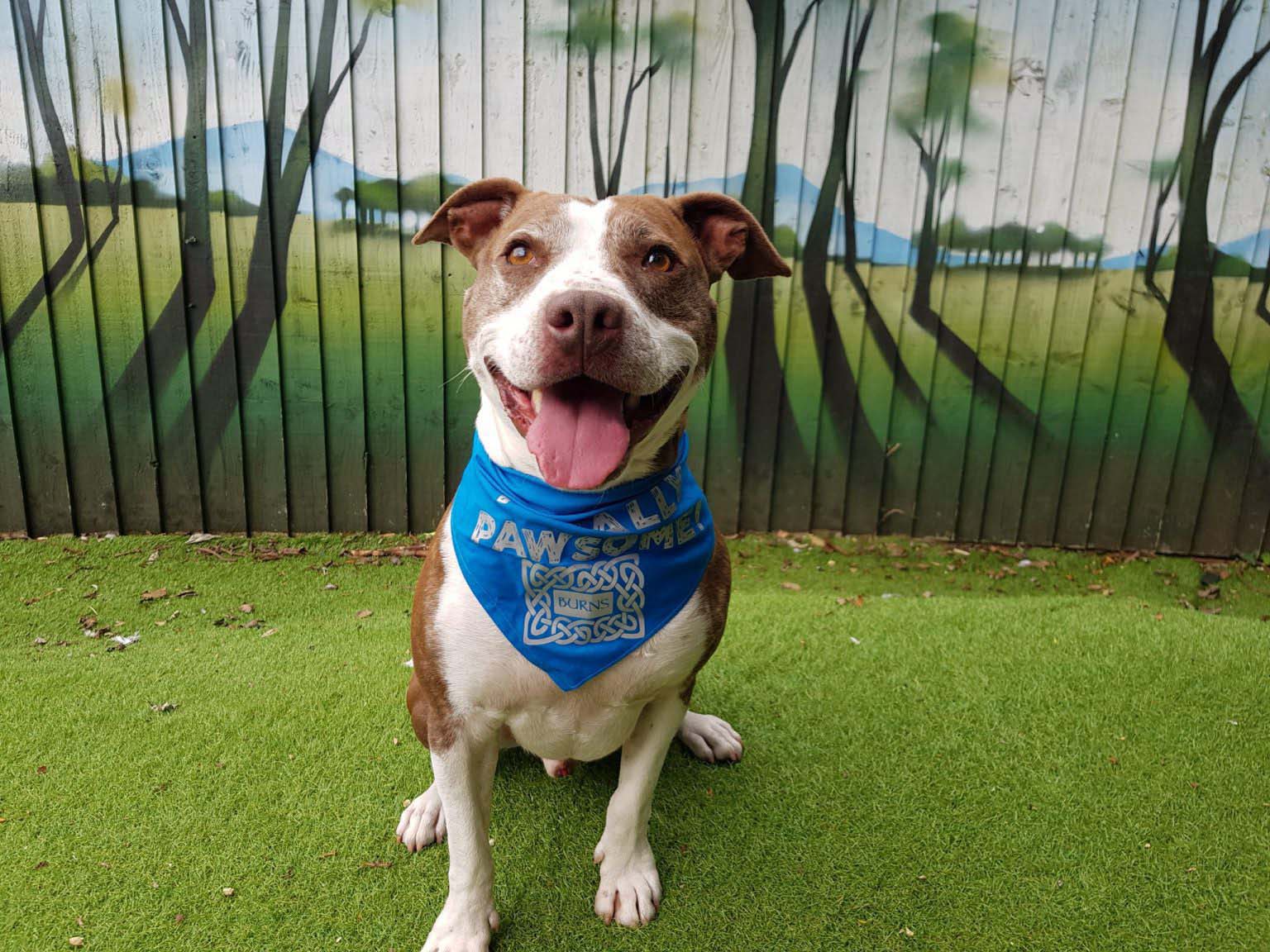 Fostered Dogs Cardiff Dogs Home