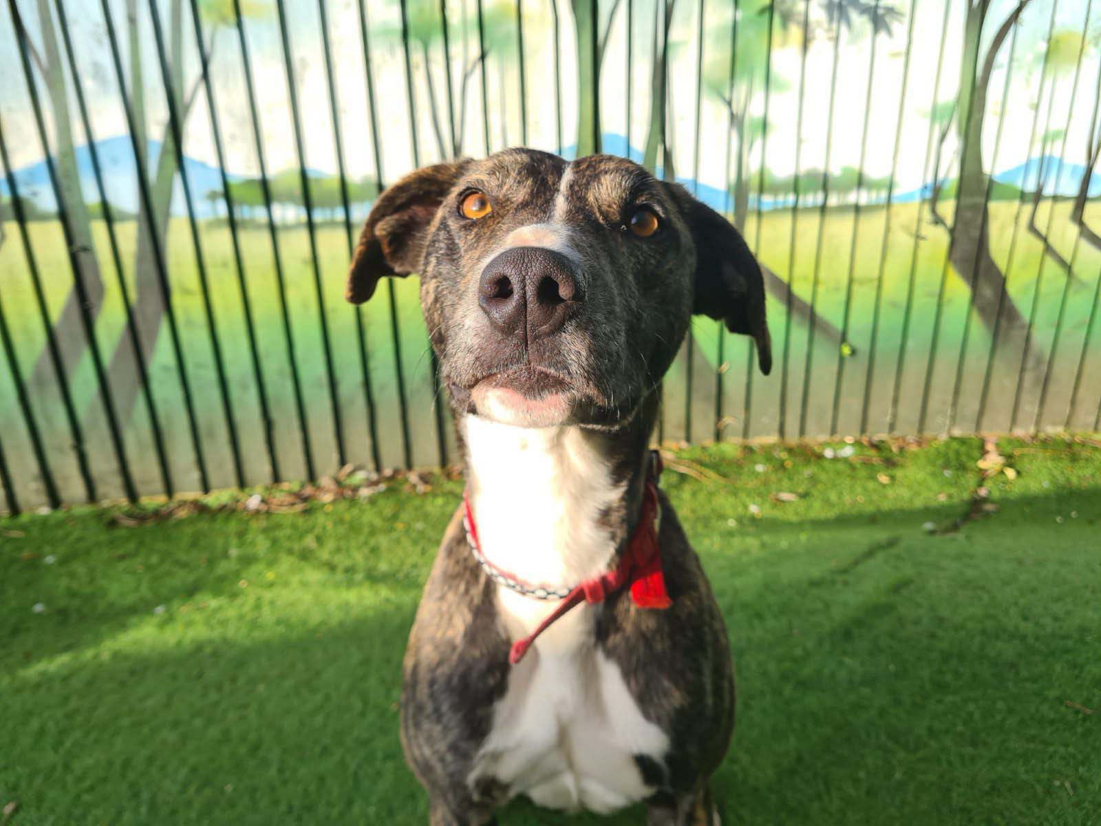 Noddy Cardiff Dogs Home