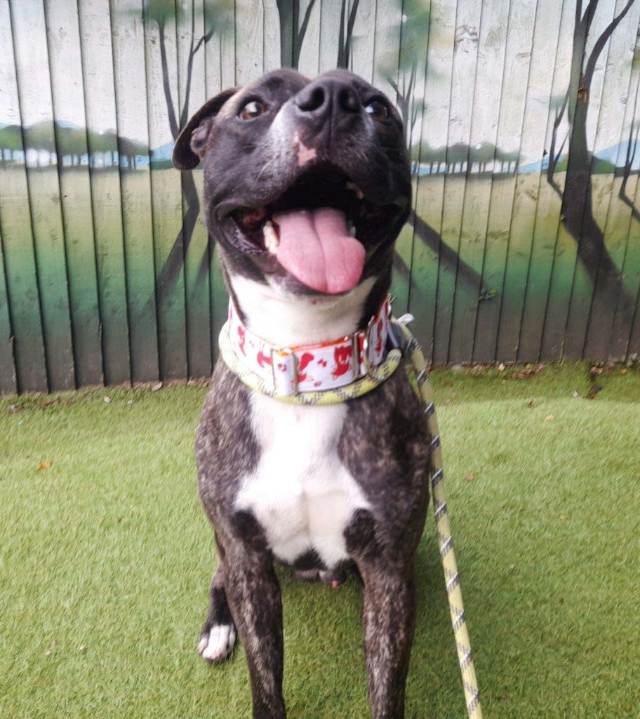 Dogs available for rehoming Cardiff Dogs Home