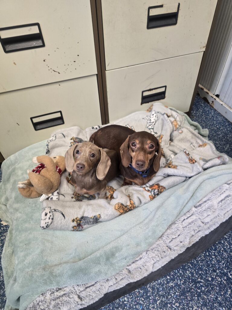 Paloma and baby-bell