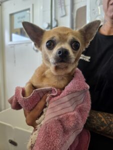 Getting towel dried 