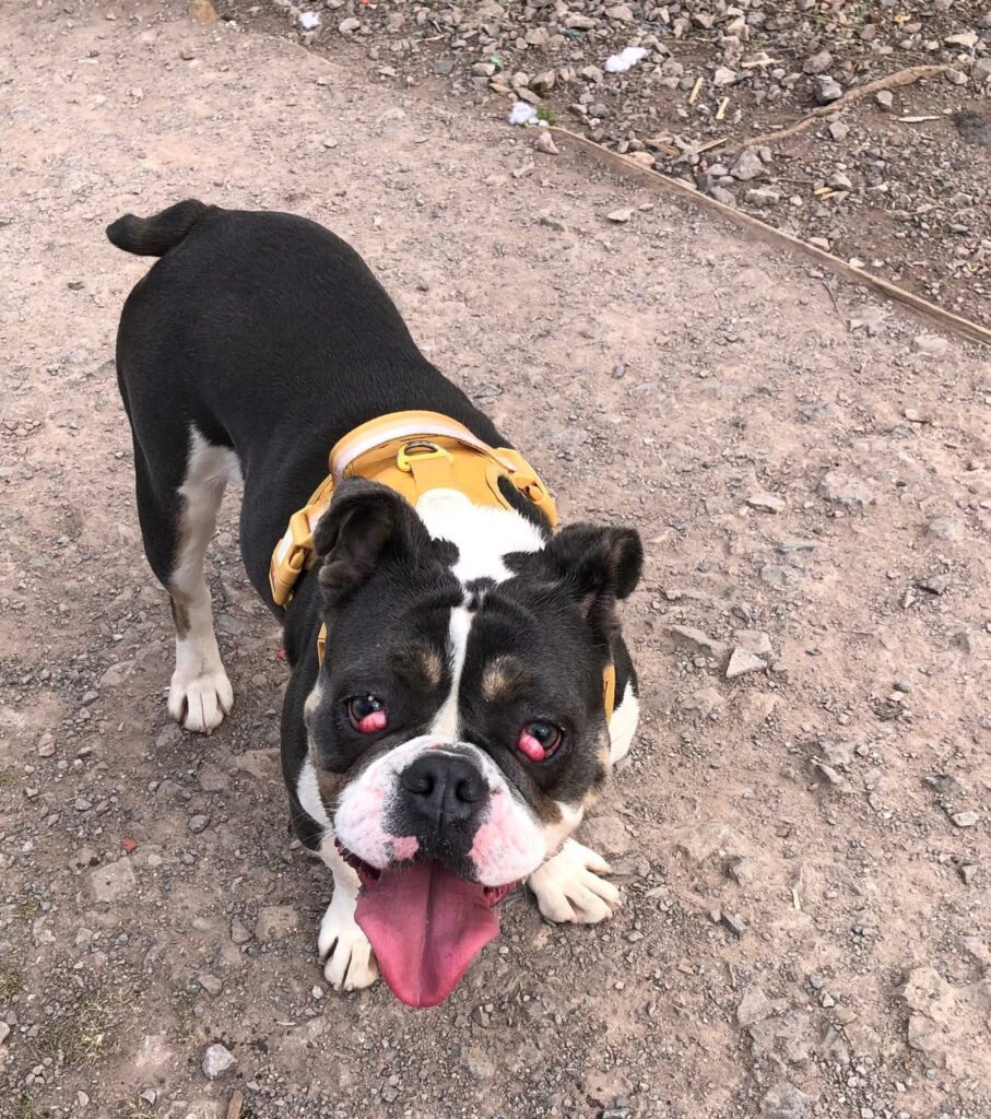 Roxy – Cardiff Dogs Home