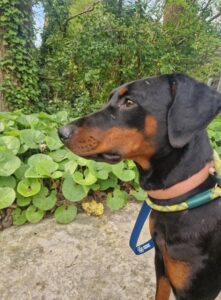 Looking at squirrels