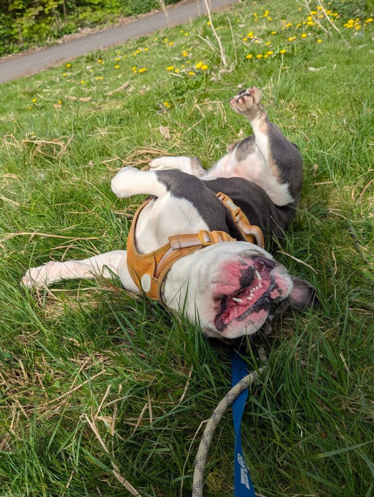 Roxy – Cardiff Dogs Home