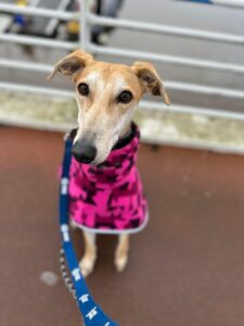 Dart in a pink jumper