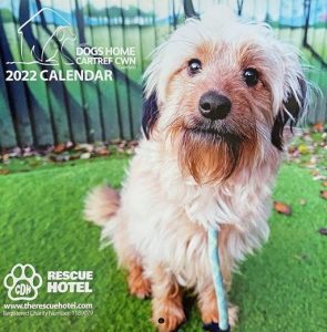 Support Cardiff Dogs Home Cardiff Dogs Home