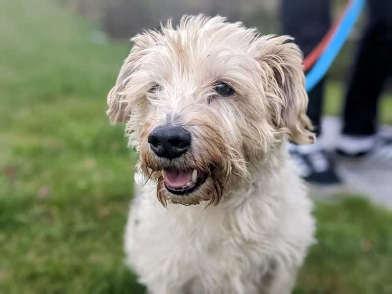 Dogs available for rehoming Cardiff Dogs Home