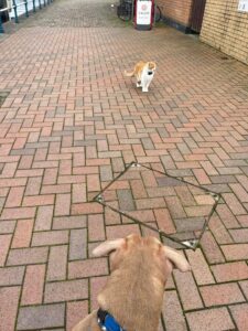 Kiera and her feline friend