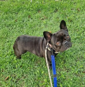 Crumpet standing on the grass