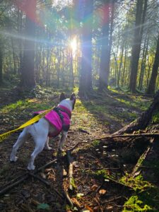 Rizzo in the woods looking at the sun.
