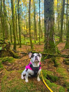 Rizzo sat in the woodland