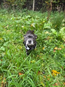 Exploring the fields