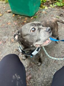 Looking at the Squirrels