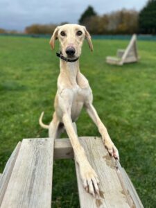 Climbing on the decking