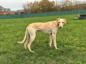 Enjoying the freedom of the field.