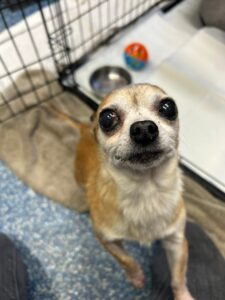 Putting on my best puppy dog eyes 