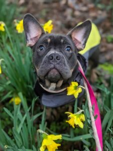 Best impression of a flower 