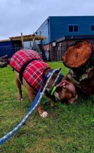 Think I found the best sniffs