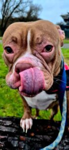 Poking her tounge out