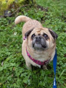 Waiting for my fat free treat