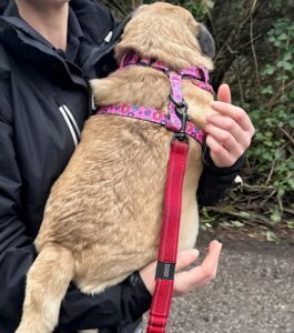 The royal carry from my carers