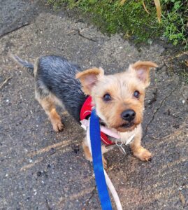 Listening to my walker tell me I am a good boy 