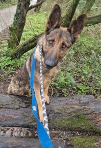 Checking out the local woodland