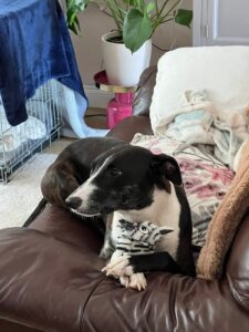 Taking over the sofa 