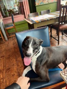 Local celebrity at the pub on my own chair 