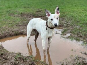 Being a swamp monster 