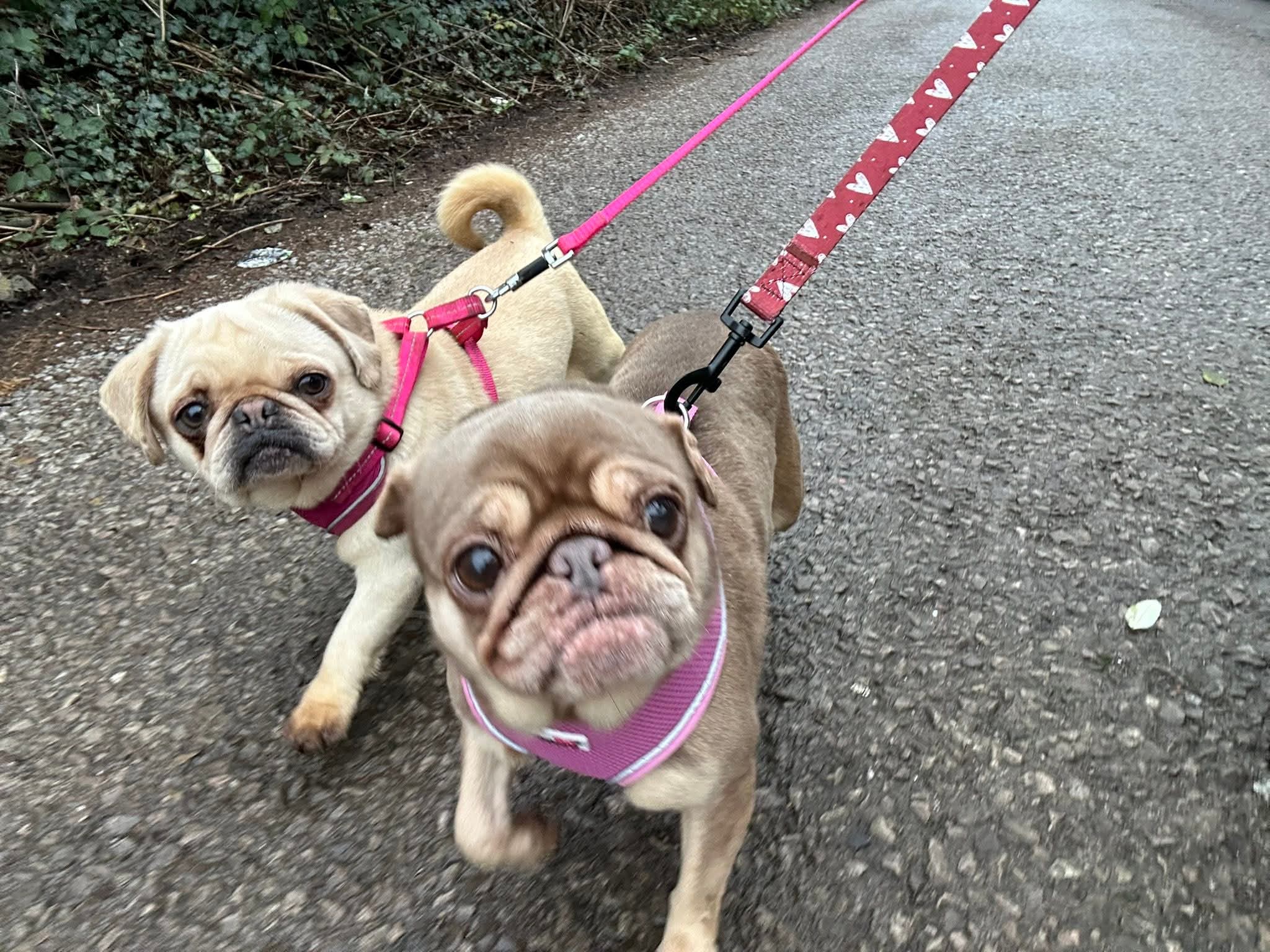 Out on a walk