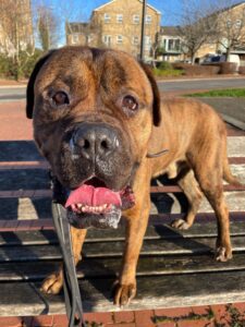 Climbing on the bench
