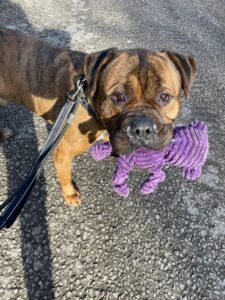 Taking my mate for a walk