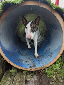 Queenie going through the tunnel