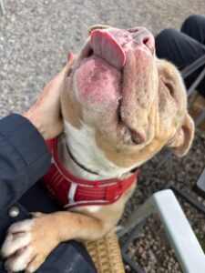 Lapping up the attention 