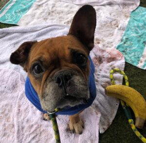 Waiting for my treats 