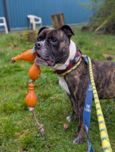 On a walk with my toy