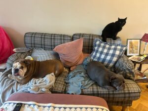 Jane sitting with her foster cat and dog friend 