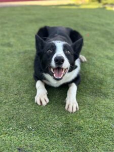 Jasper Waiting for his ball