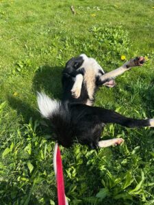 Jasper having a roll