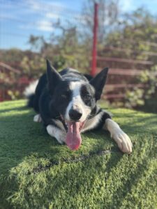 Jasper on the podium