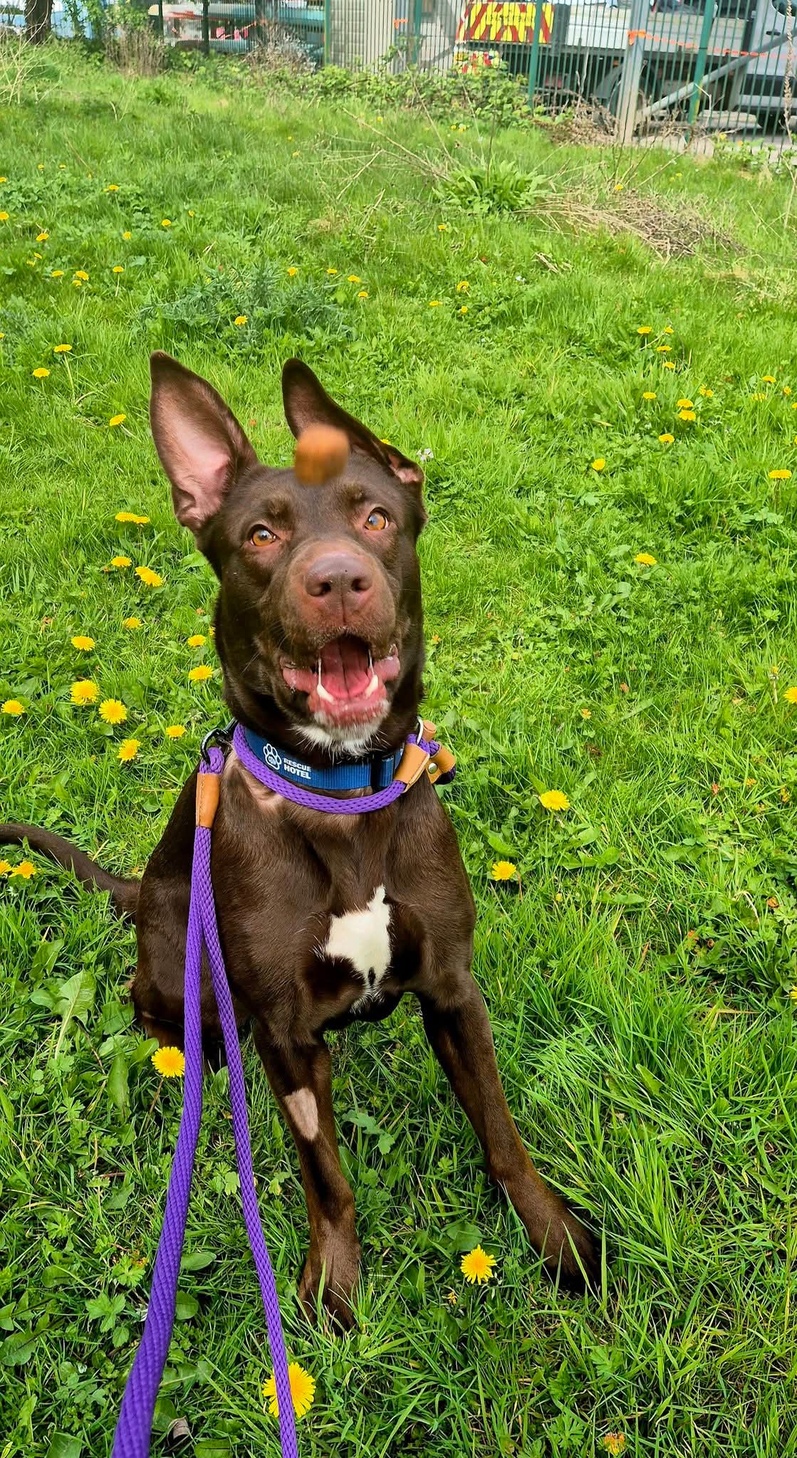 Gradi Dog Garibaldi – Cardiff Dogs Home