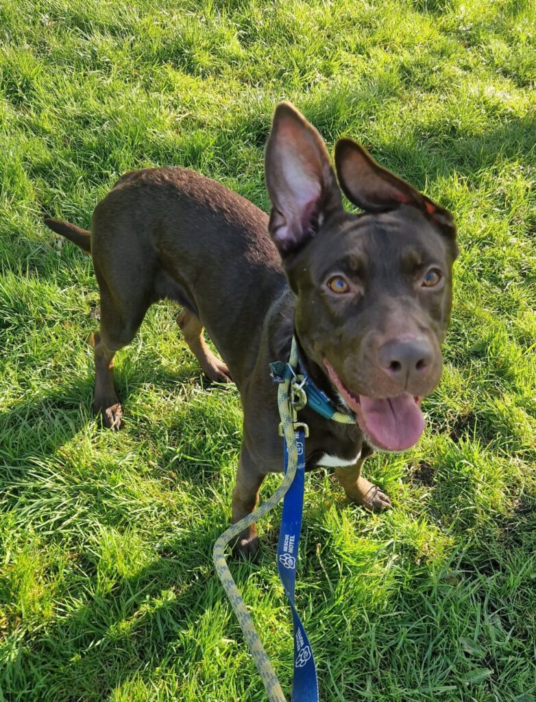 Gradi Dog Garibaldi – Cardiff Dogs Home
