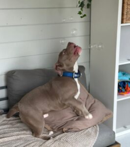 Playing with the bubbles