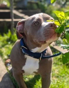 Sniffing the flowers 