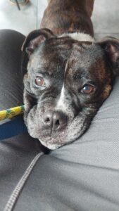 Puppy dog eyes