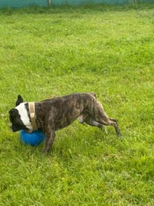 The ball