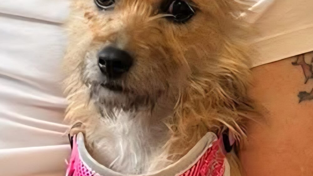 Maisy, a 3 years old female Soft Coated Wheaten Terrier available for adoption from Cardiff Dogs Home in Wales
